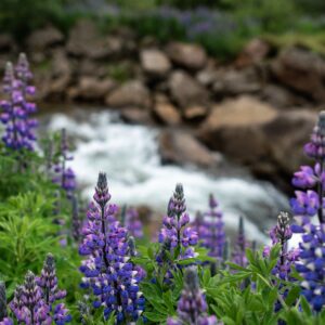 10 Facts About Lupin: Nutritional and Agricultural Benefits