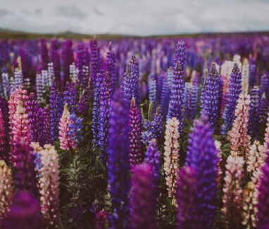 lupin-field